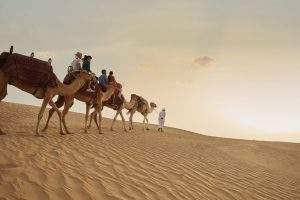 Large DTCM D01S07 Camel C187